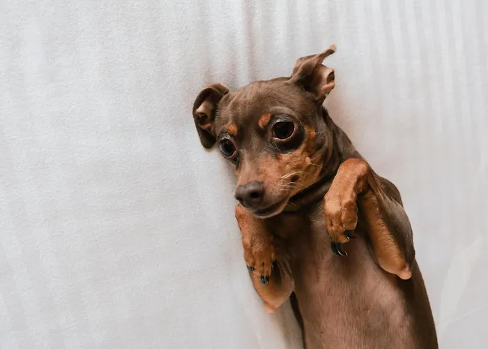 Gaia Апарт-отель 4*